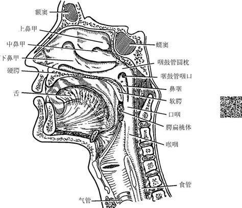 咽喉位置|咽